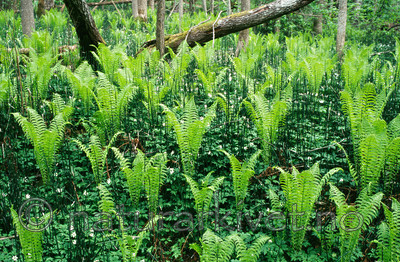 KA 01 00 0133 / Equisetum hyemale / Skavgras <br /> Matteuccia struthiopteris / Strutseving